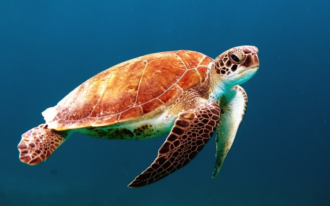 Spirit Animal - Turtle - Leadership VITAE