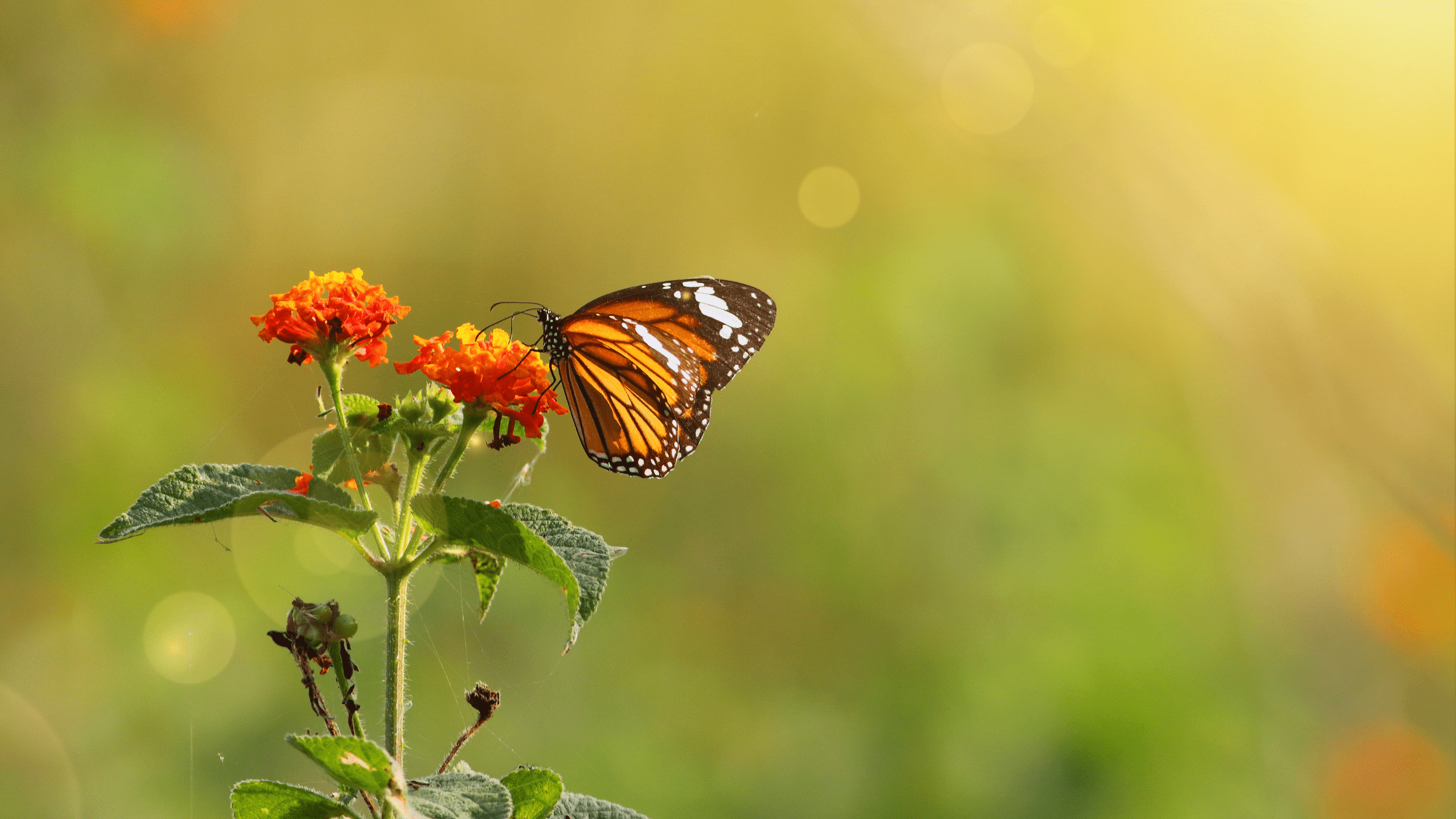 How teaching helped me on the path from socially awkward to social butterfly