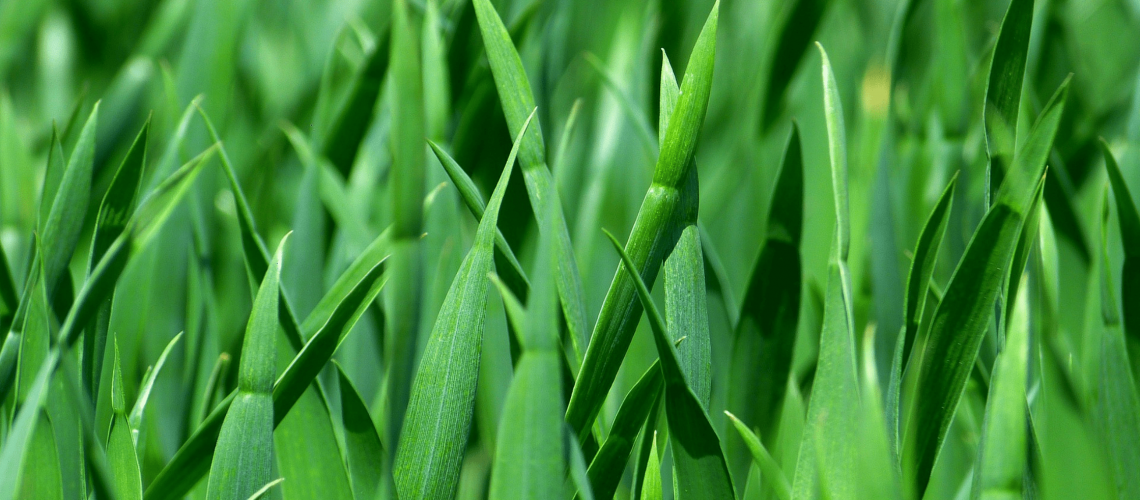 How to keep your career grass growing strong